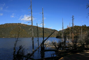 湖畔枯木映蓝天美景