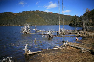 湖畔枯木与远山美景