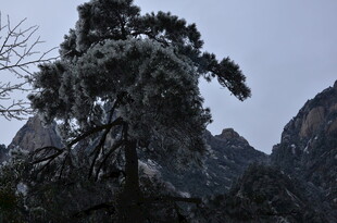 雪覆青松于峻岭之间