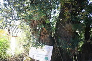 古老大树旁的白色标识牌