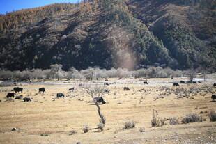山间开阔地的荒凉景象