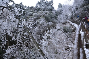 冬日雪覆山林栈道美景
