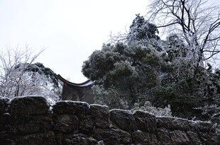覆雪石墙旁的葱郁树木