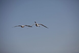 三只飞鸟翱翔蓝天