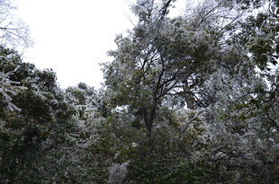 雪覆树林的冬日景致