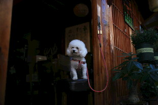 门口拴着红绳的小白狗