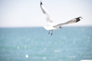 海面上翱翔的白色海鸥