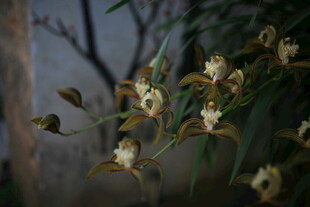 枝头绽放的素雅小花