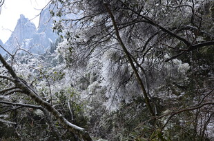 山间覆雪树木景致
