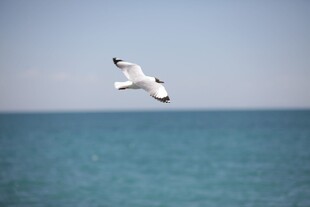 海鸥翱翔于蔚蓝海面