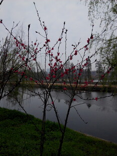 湖畔红梅绽放春景如画