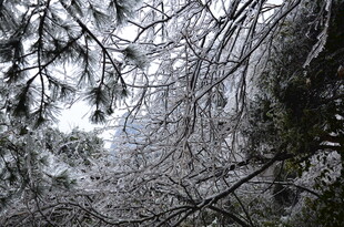 仰视冬日树林雪景