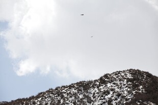 雪山之巅的飞鸟景象