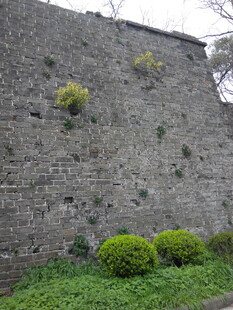 古老城墙与墙边绿植