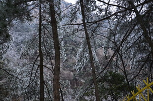 冬日雪覆山林美景