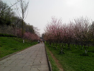春日繁花小径