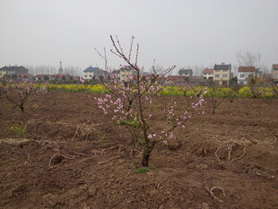 田野中绽放的粉嫩桃花