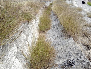 干旱地区的荒芜沟渠