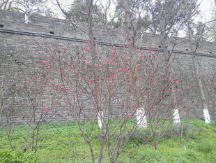 春日桃林初绽的烂漫景象