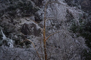 冬日覆雪山林景象