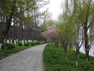 春日林荫小道美景