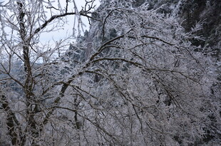 冬日银装素裹的树木景观