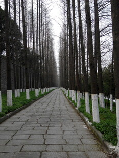 林间石板路 静谧自然景