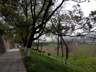 乡间小路旁的树木与田野