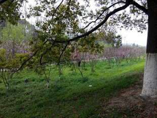 春日果园 绿树成荫小径幽