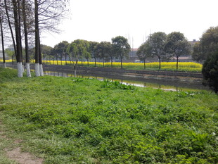 春日田野边的葱郁草地