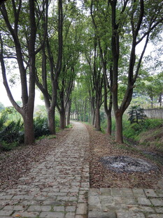 林间石径 静谧自然之景