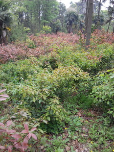 森林中的多彩灌木丛