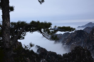 黄山松景下的云海奇观