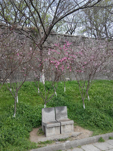 春日繁花下的静谧座椅