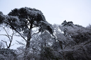 雪覆松树 尽显冬日景致