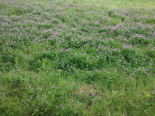 紫色野花点缀的绿色草地