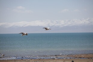 海边飞鸟 邂逅自然美景