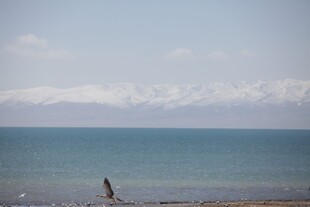 海边独行者 远山近水