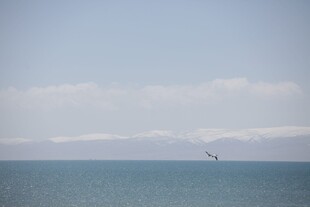 海天一色间飞鸟翱翔