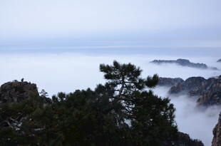 山巅云海间的苍松美景