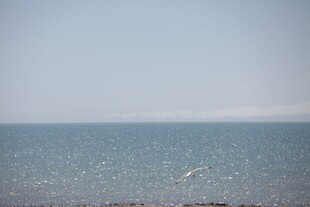 广阔海面 飞鸟翱翔