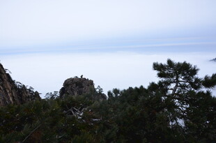 山巅松林望云海