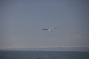 海空之上飞翔的白色海鸥