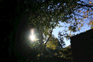 阳光透过树叶洒下的美景