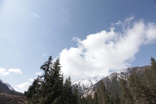 山间云景 松与雪山相映