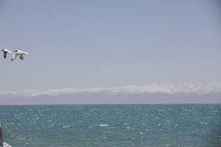 海边飞鸟与远处雪山景观
