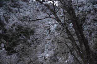 雪覆树林的静谧冬日景象