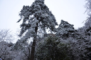 雪覆松树 冬日林间景致