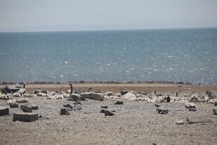 海滩上的鸟儿与石块