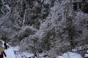 冬日雪覆山林美景